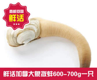【直发回国】鲜活加拿大象拔蚌600-700g一只 【直发回国】鲜活加拿大象拔蚌600-700g一只